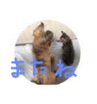 にゃーん from Sukima（個別スタンプ：13）