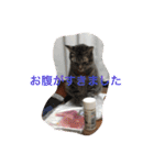 にゃーん from Sukima（個別スタンプ：16）
