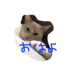 にゃーん from Sukima（個別スタンプ：17）