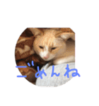 にゃーん from Sukima（個別スタンプ：19）