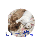 にゃーん from Sukima（個別スタンプ：20）