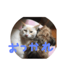 にゃーん from Sukima（個別スタンプ：21）