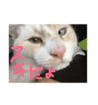 にゃーん from Sukima（個別スタンプ：22）