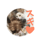 にゃーん from Sukima（個別スタンプ：23）