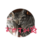 にゃーん from Sukima（個別スタンプ：30）
