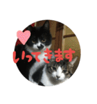 ネコ達2（個別スタンプ：1）