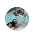 ネコ達2（個別スタンプ：3）