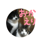 ネコ達2（個別スタンプ：4）