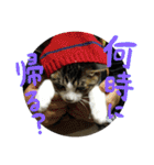 ネコ達2（個別スタンプ：8）