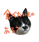 ネコ達2（個別スタンプ：12）