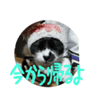 ネコ達2（個別スタンプ：14）