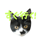 ネコ達2（個別スタンプ：15）