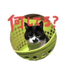 ネコ達2（個別スタンプ：16）