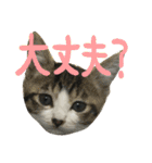 ネコ達2（個別スタンプ：17）