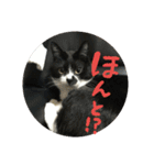 ネコ達2（個別スタンプ：30）