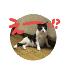 ネコ達2（個別スタンプ：31）