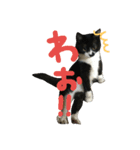 ネコ達2（個別スタンプ：32）