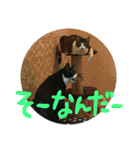 ネコ達2（個別スタンプ：36）