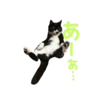 ネコ達2（個別スタンプ：40）