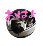 ネコ達（個別スタンプ：1）