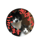 ネコ達（個別スタンプ：2）