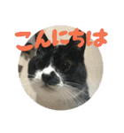 ネコ達（個別スタンプ：3）