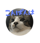 ネコ達（個別スタンプ：4）