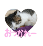 ネコ達（個別スタンプ：6）