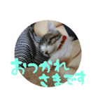 ネコ達（個別スタンプ：7）