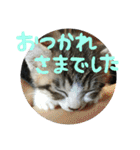 ネコ達（個別スタンプ：8）