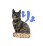 ネコ達（個別スタンプ：9）