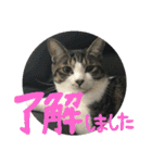 ネコ達（個別スタンプ：11）