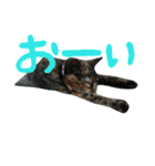 ネコ達（個別スタンプ：12）