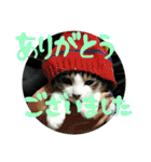 ネコ達（個別スタンプ：14）