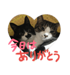 ネコ達（個別スタンプ：15）