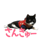 ネコ達（個別スタンプ：16）