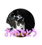 ネコ達（個別スタンプ：22）