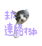 ネコ達（個別スタンプ：26）