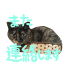 ネコ達（個別スタンプ：27）