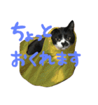 ネコ達（個別スタンプ：30）