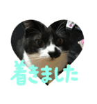 ネコ達（個別スタンプ：32）