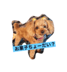 pokke＆berry（個別スタンプ：1）