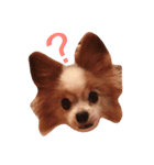 犬のスピカ（個別スタンプ：1）
