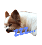 犬のスピカ（個別スタンプ：2）