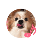 犬のスピカ（個別スタンプ：3）