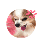 犬のスピカ（個別スタンプ：4）