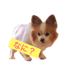 犬のスピカ（個別スタンプ：5）