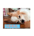 犬のスピカ（個別スタンプ：6）