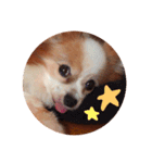 犬のスピカ（個別スタンプ：7）