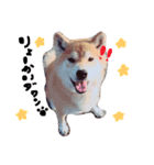 柴犬。。（個別スタンプ：2）